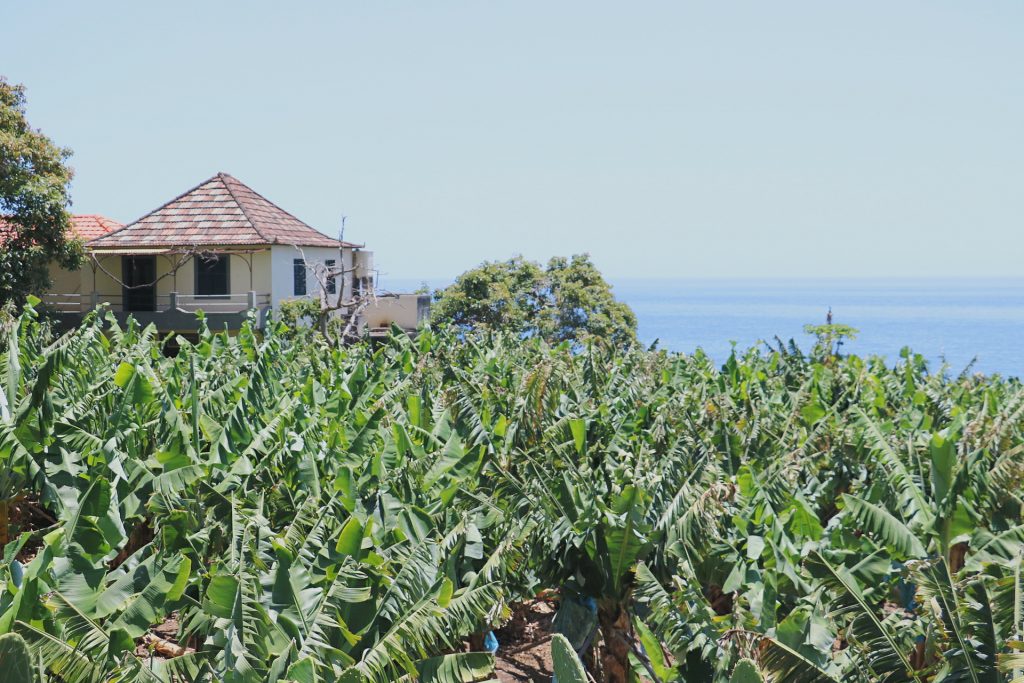 TMT_Travel_Guide_Madeira_Bananenplantage